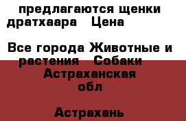 предлагаются щенки дратхаара › Цена ­ 20 000 - Все города Животные и растения » Собаки   . Астраханская обл.,Астрахань г.